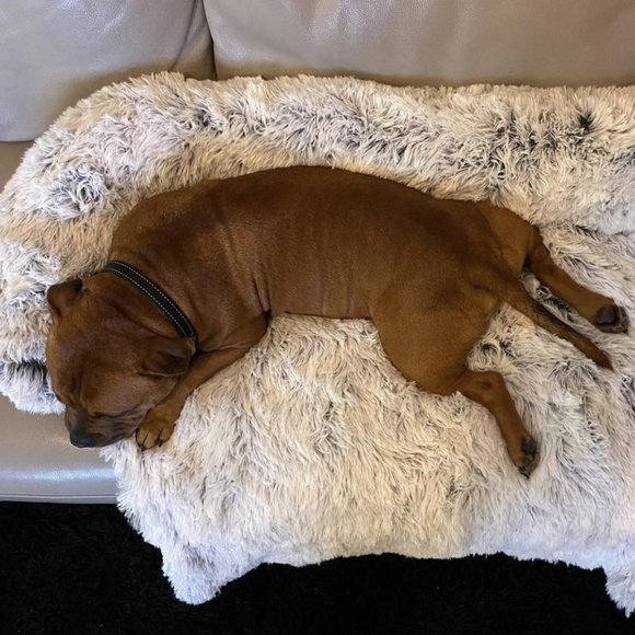 Calming Furniture Protector Pet Bed - Picture 2 of 3